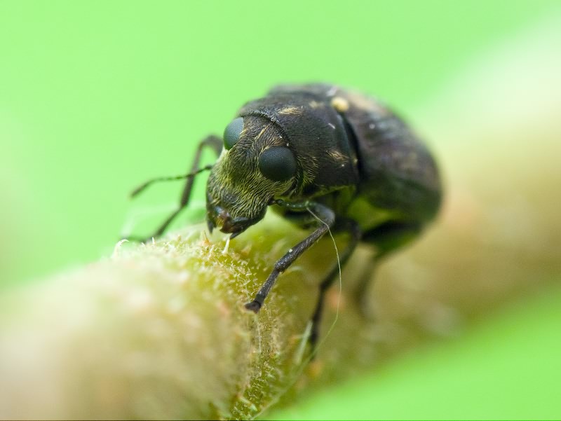 Rhaphitropis marchica (Herbst, 1797)